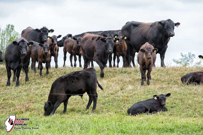 IMPA urges livestock farmers to register premises ID